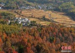 安徽黟县：冬日乡村景缤纷